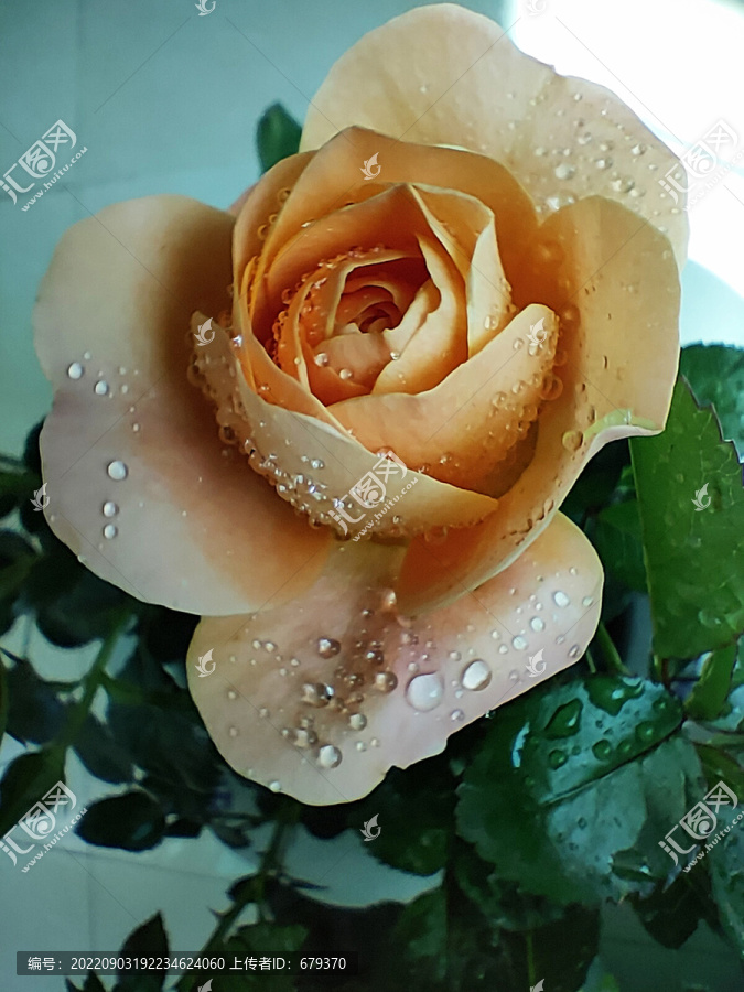 薔薇花