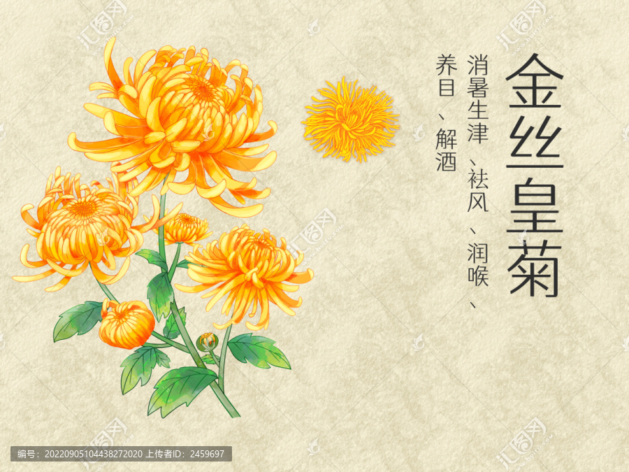 手繪水彩菊花金絲皇菊花卉