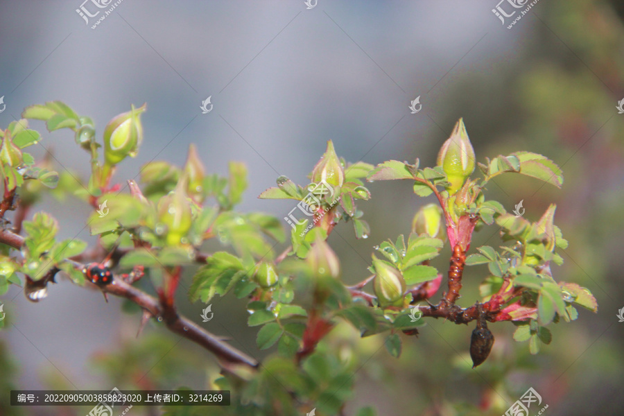 蔷薇花蕾