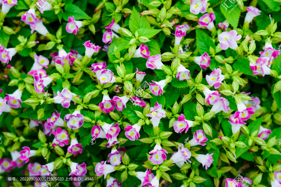 鲜花背景