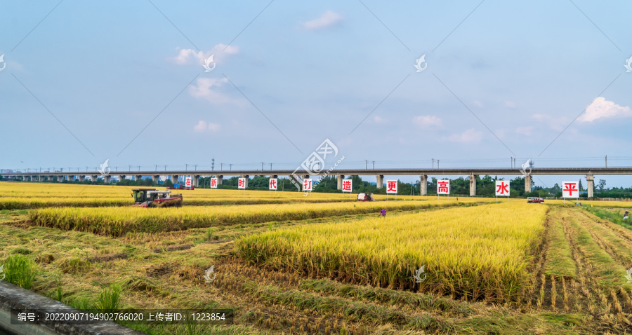 永丰村收割机收水稻