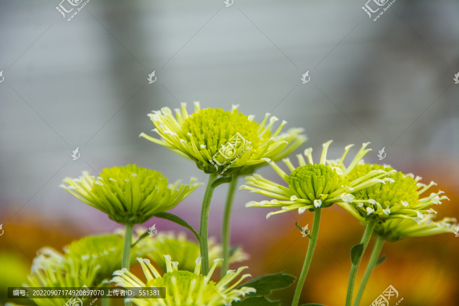 新鮮美麗的黃色菊花
