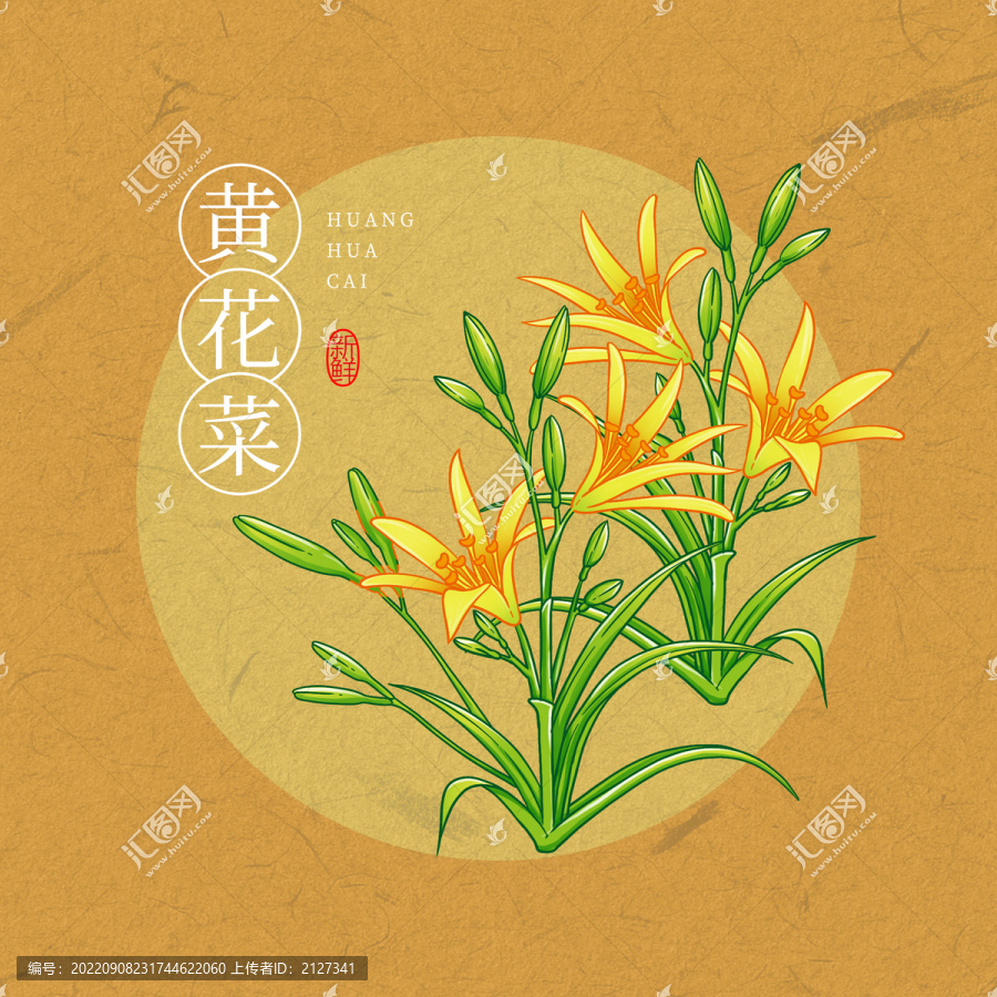 黃花菜插畫(huà)