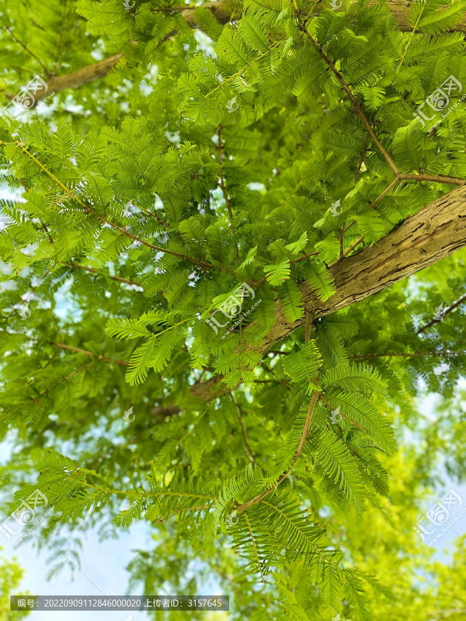 水杉绿树绿叶梳子杉