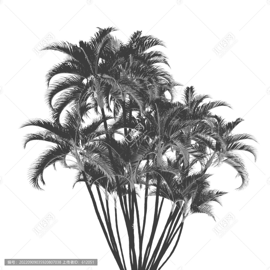 椰樹