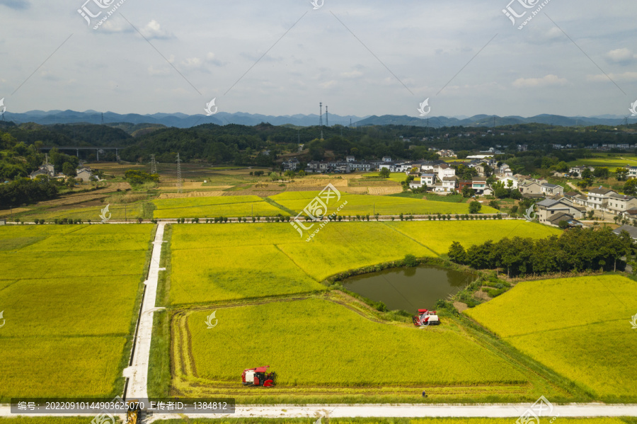 机械收割稻谷航拍