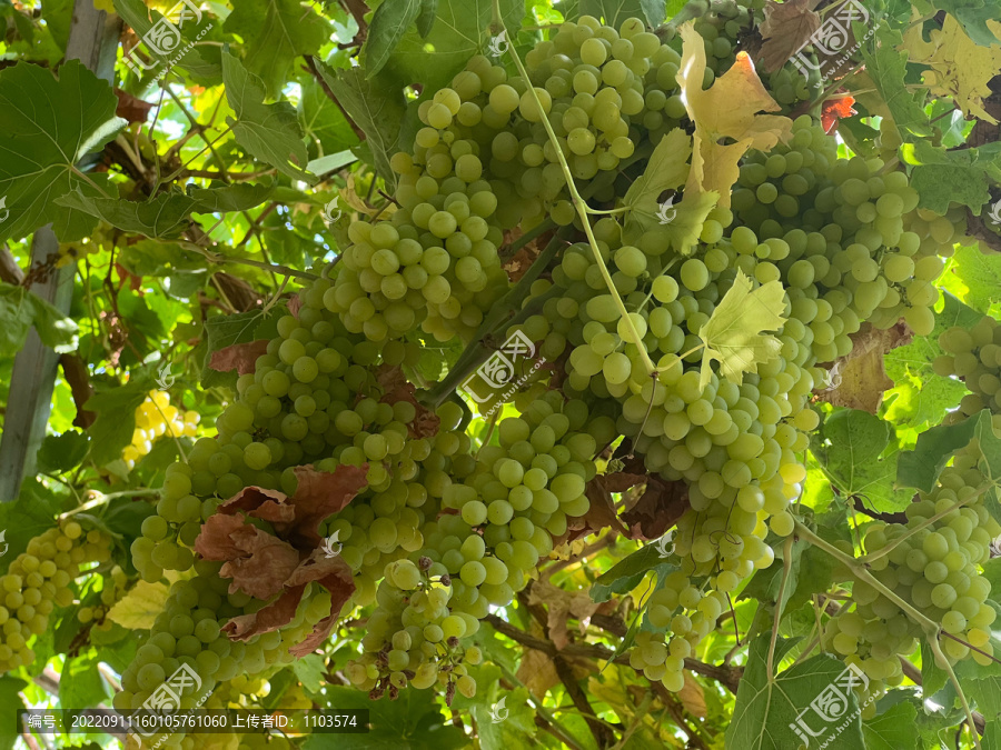 新疆吐鲁番葡萄