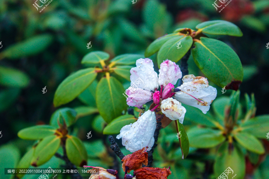杜鵑花-匯圖網(wǎng) fosd68.com 杜鵑花