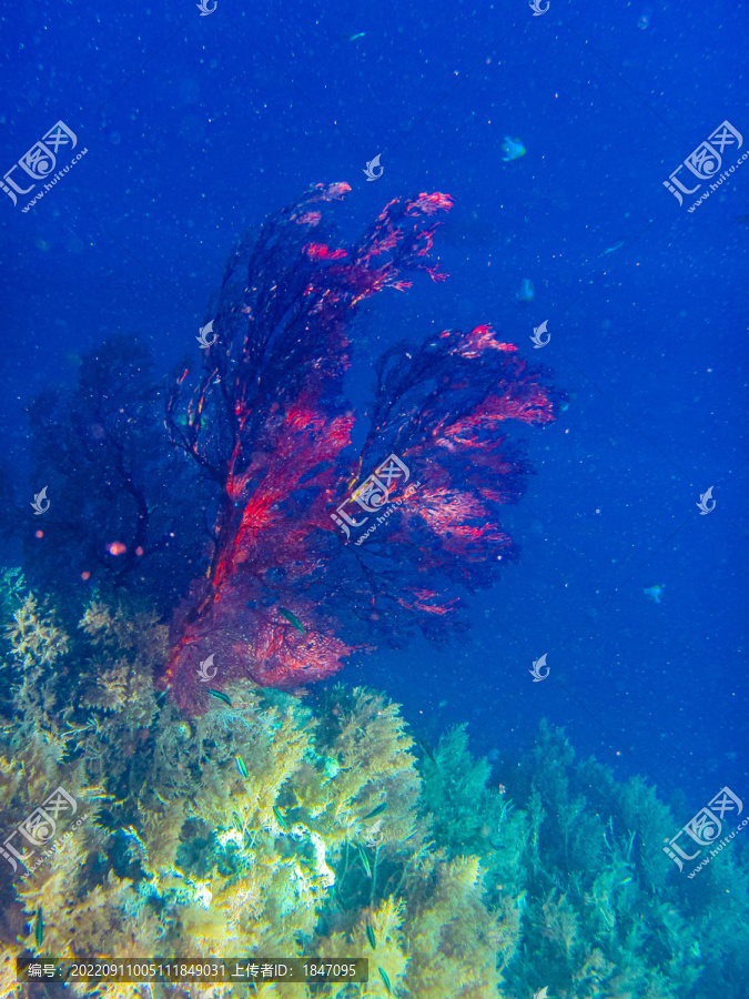 红珊瑚树