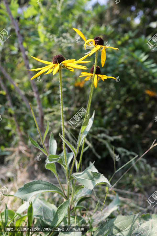 黑心金光菊