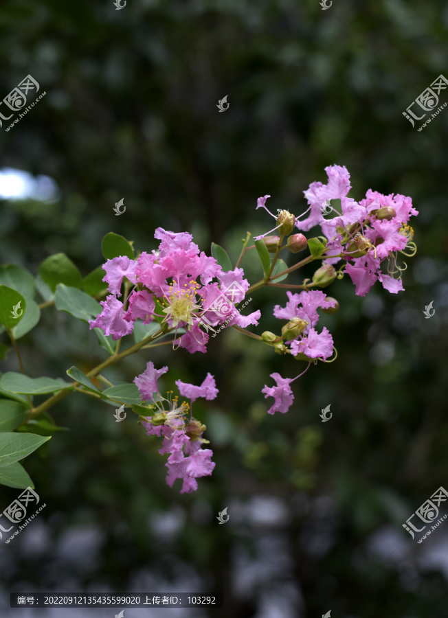 粉红色的紫薇花