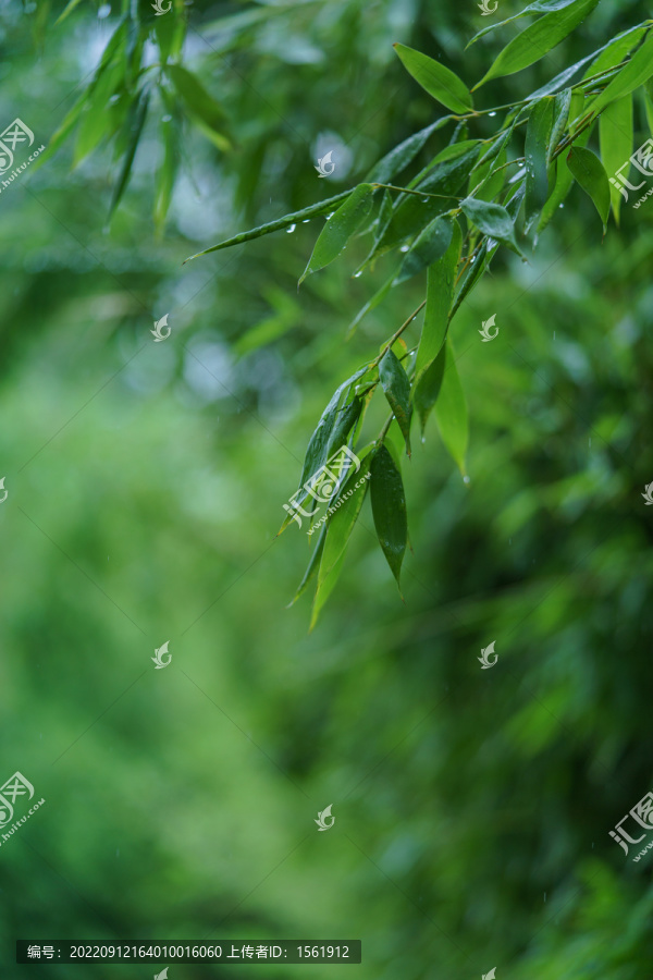 雨后绿植