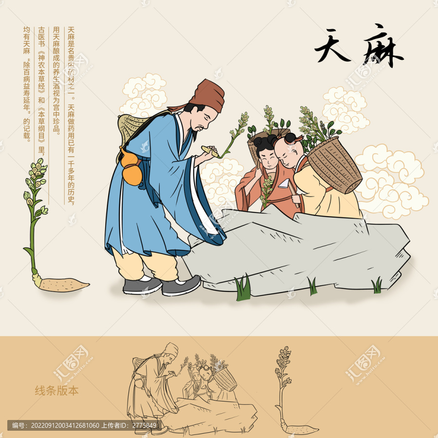 传统中药天麻插画