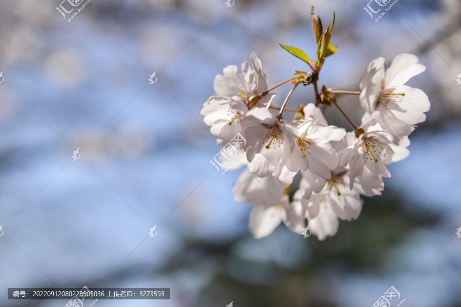 盛开樱花