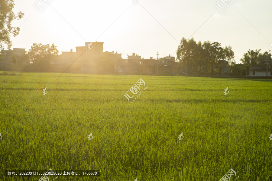 田间管理