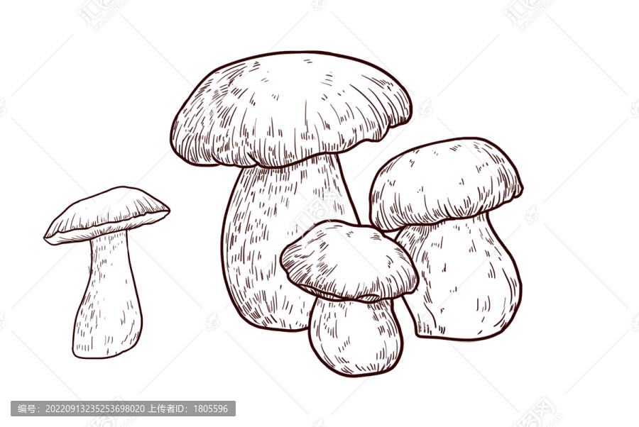 牛肝菌插畫分層