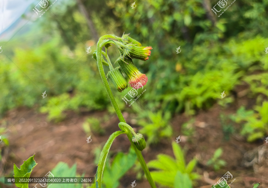 野茼蒿