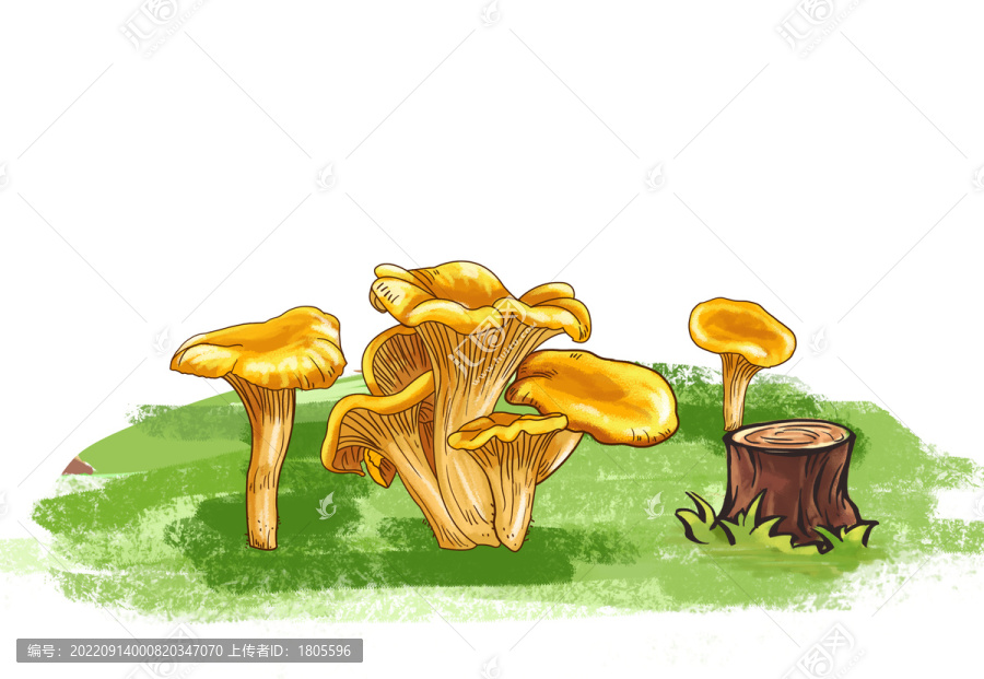 雞油菌插畫分層