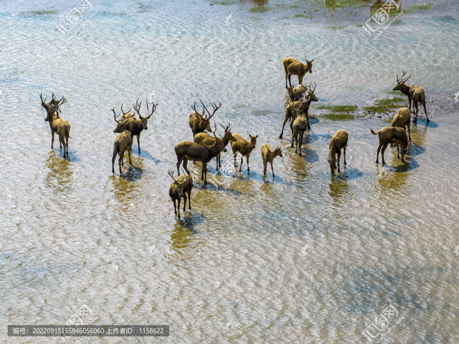 江苏盐城大丰麋鹿自然保护区
