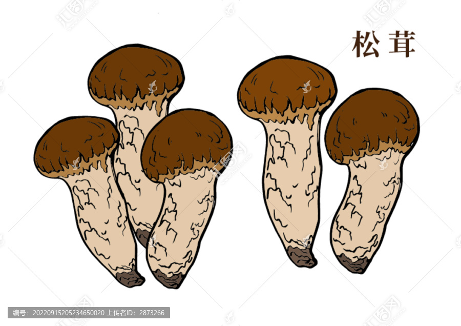 松茸手繪插畫