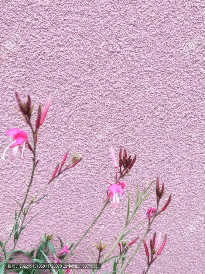 艺术墙面花卉背景