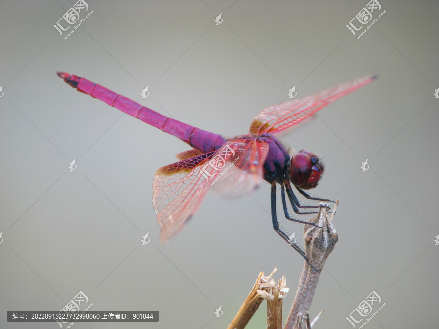 挺立在枝头上的一只紫红蜻蜓