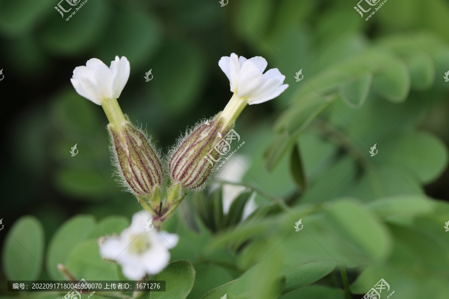 蝇子草