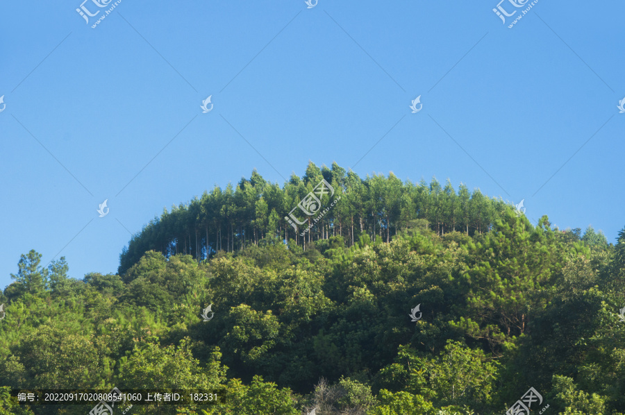 高山森林景观