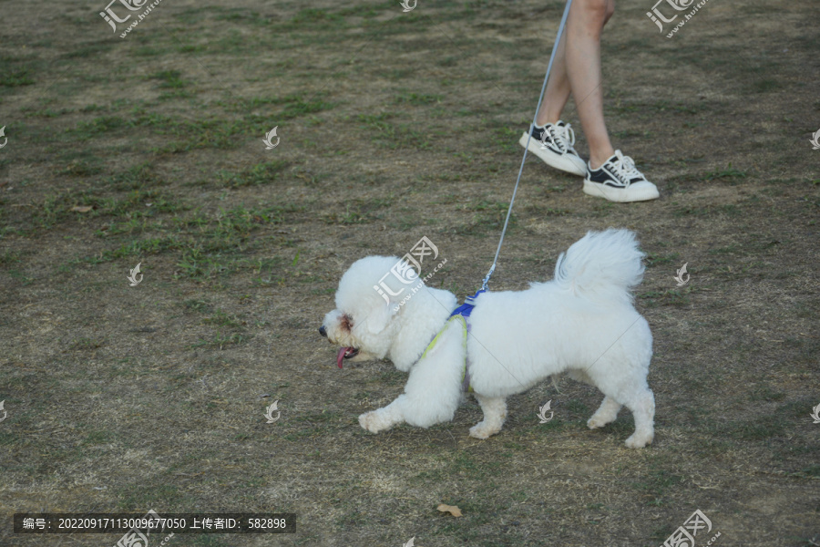 文明遛犬