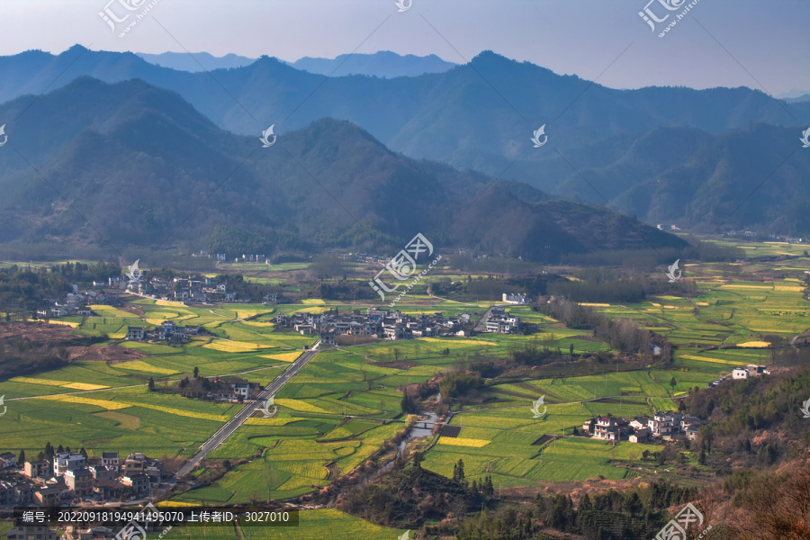 柯村油菜花