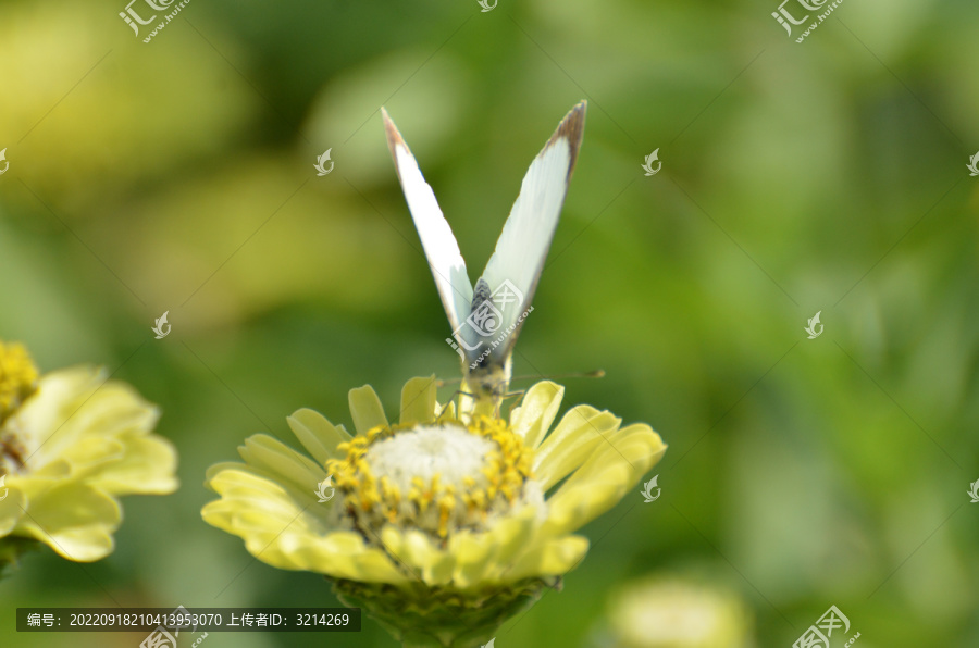 蝶恋花