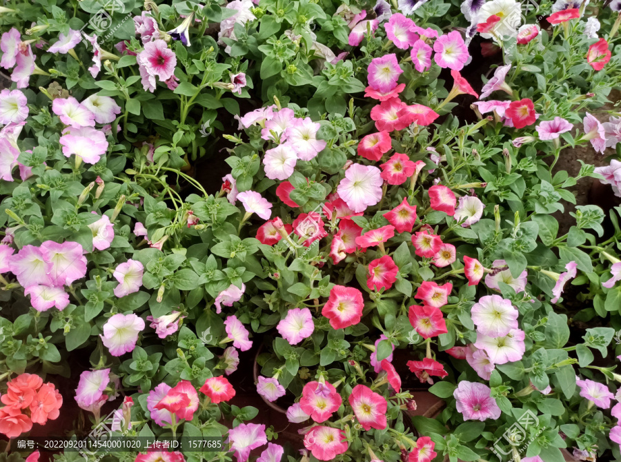 喇叭花-匯圖網(wǎng) fosd68.com 喇叭花