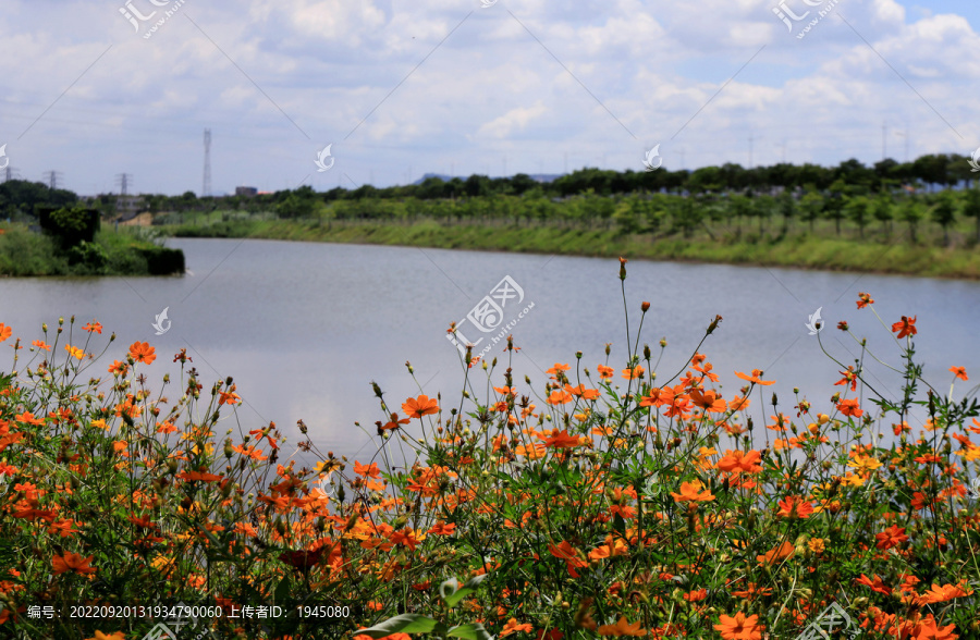 池塘花海