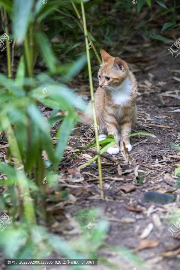 小橘猫