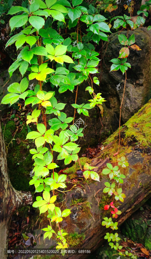 藤叶植物