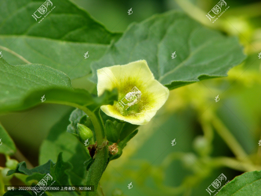 野生苦蘵的开花期