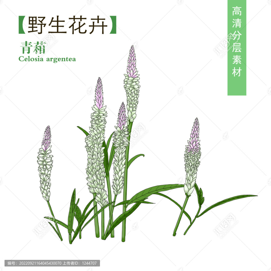 青葙