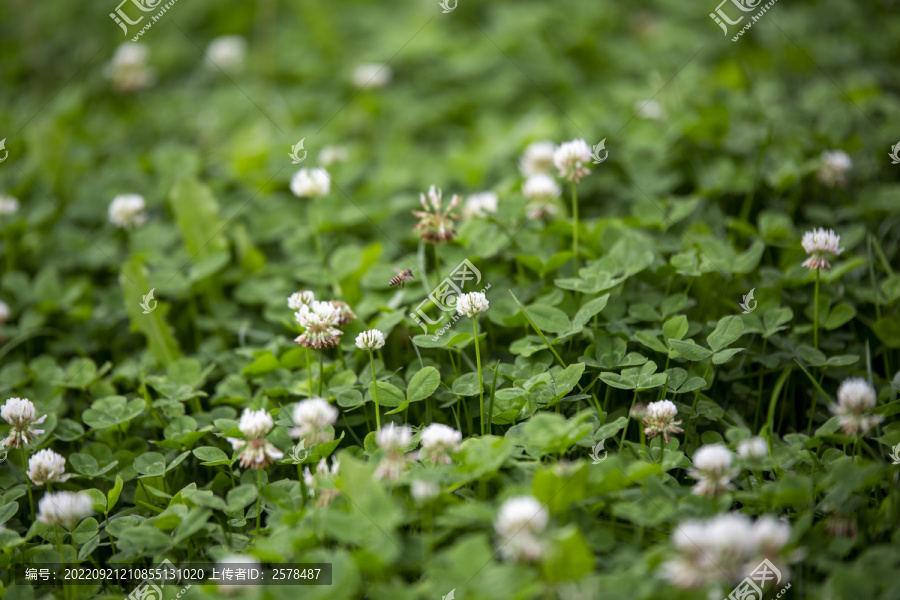 花草蜜蜂植物