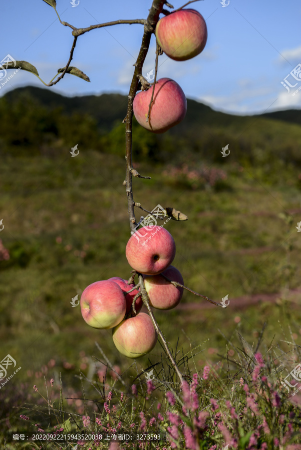 树上苹果