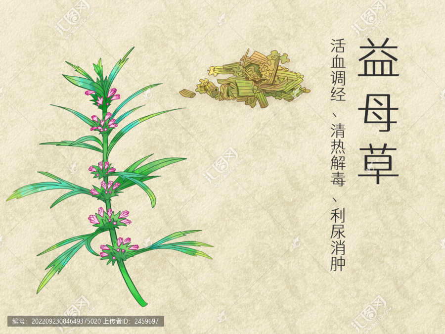 手繪水彩中藥藥材益母草插畫