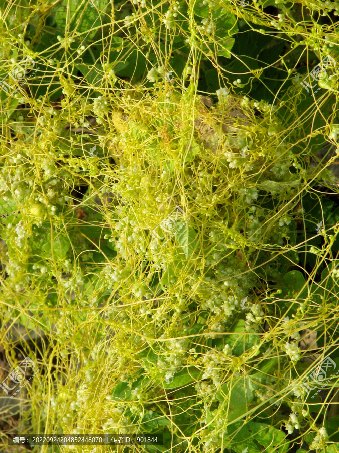 一年生寄生草本植物菟丝子