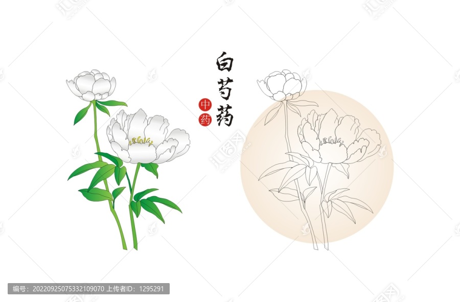 白芍藥