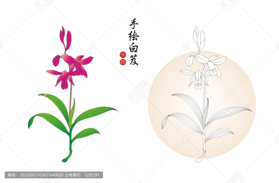 手繪白芨