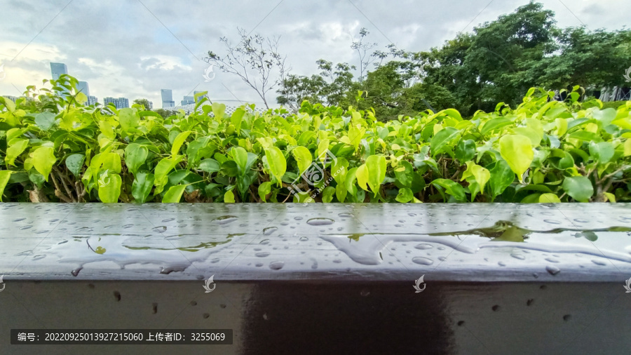 雨天绿叶特写