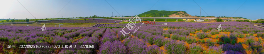 尖山湖薰衣草园