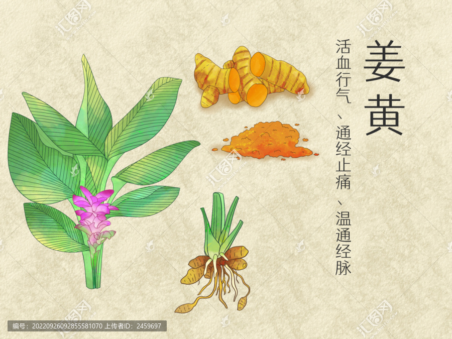手繪水彩中藥藥材姜黃插畫