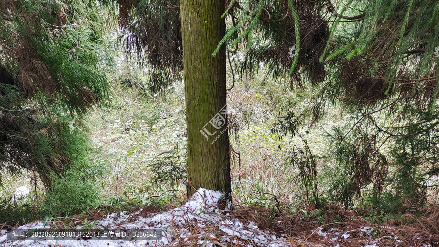 白雪皑皑