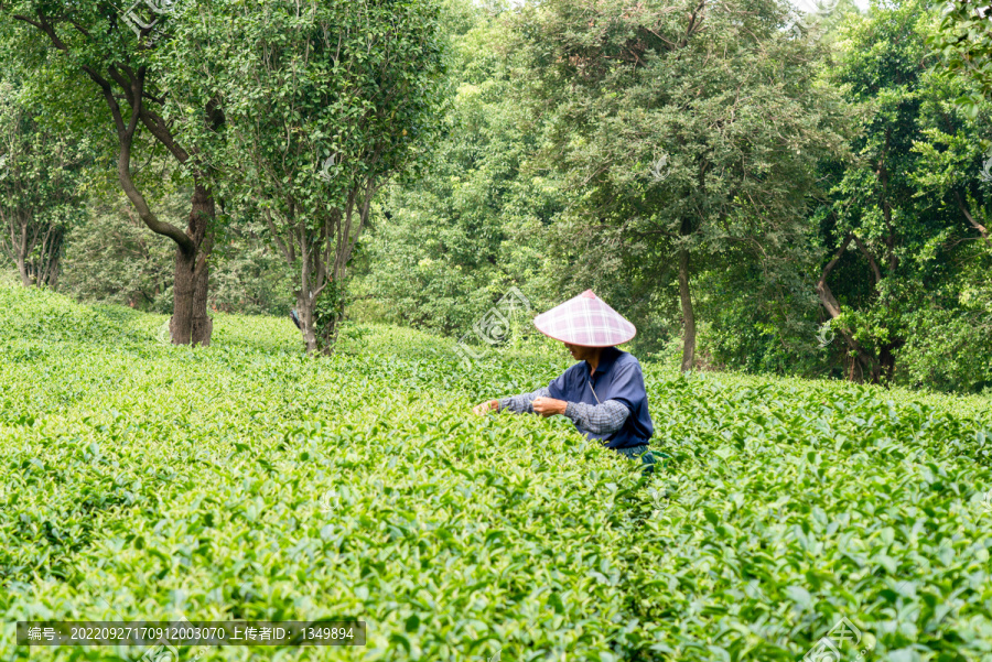 茶场