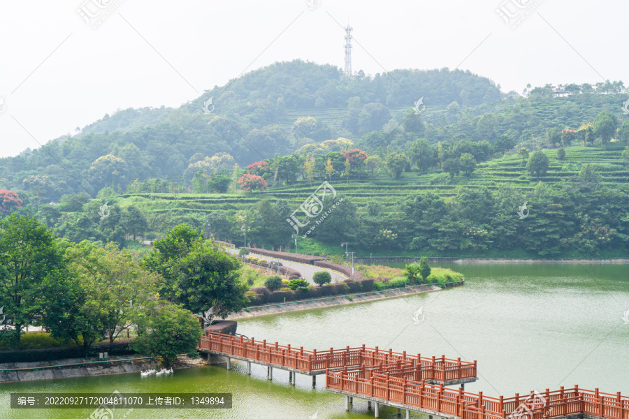 茶山茶场