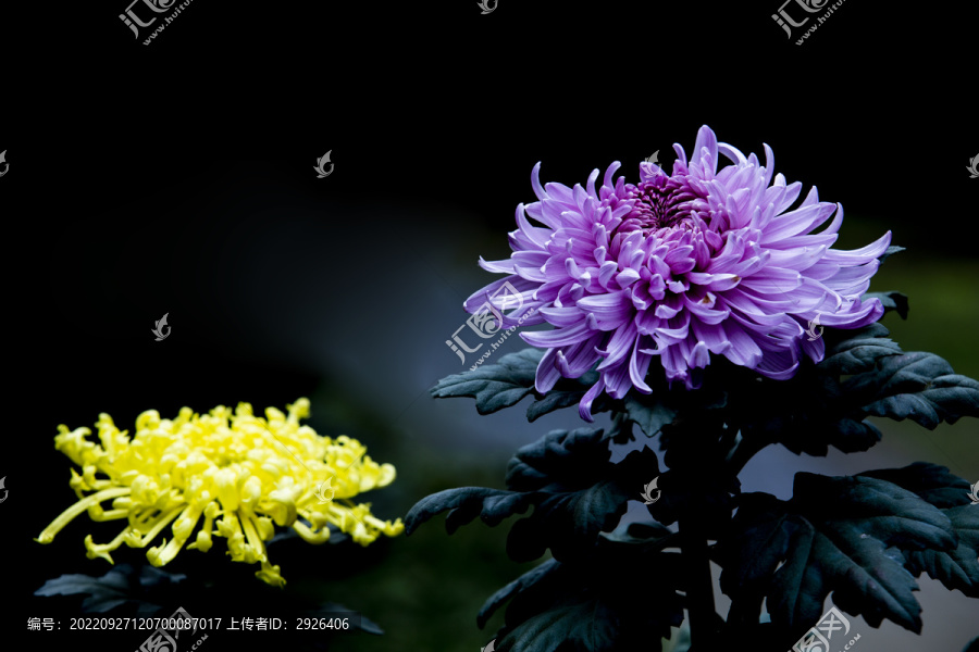 盛开紫菊